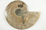 5.5" Cut & Polished Ammonite Fossil (Half) - Deep Crystal Pockets - #200132-1